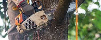 Best Palm Tree Trimming  in Lykens, PA