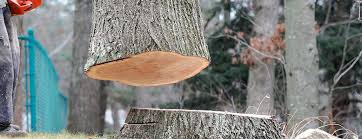 Best Tree Removal  in Lykens, PA
