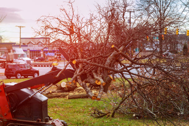 Best Fruit Tree Pruning  in Lykens, PA