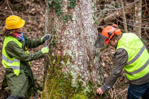 Best Tree Cabling and Bracing  in Lykens, PA