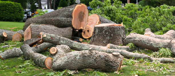 Professional Tree Care in Lykens, PA