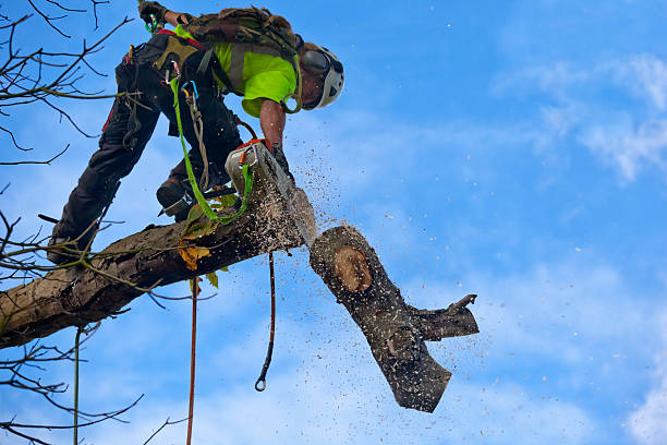 Best Root Management and Removal  in Lykens, PA