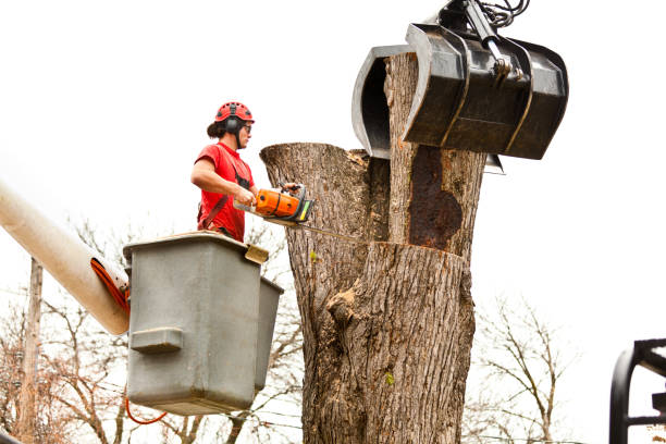 Best Storm Damage Tree Cleanup  in Lykens, PA