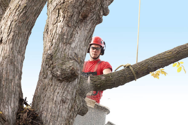 Best Lawn Maintenance Plans  in Lykens, PA