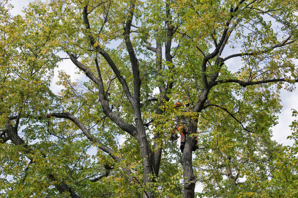 How Our Tree Care Process Works  in  Lykens, PA